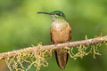 Fawn-breasted Brilliant Heliodoxa rubinoides aequatorialis