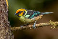 Flame-faced Tanager Tangara parzudakii lunigera