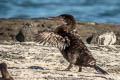 Flightless Cormorant Nannopterum harrisi