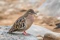 Galapagos Dove Zenaida galapagoensis galapagoensis