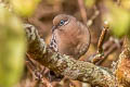 Galapagos Dove Zenaida galapagoensis galapagoensis