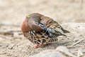 Galapagos Dove Zenaida galapagoensis galapagoensis