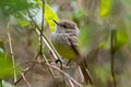 Galapagos Flycatcher Myiarchus magnirostris