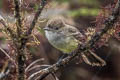 Galapagos Flycatcher Myiarchus magnirostris