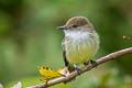 Galapagos Flycatcher Myiarchus magnirostris