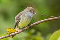 Galapagos Flycatcher Myiarchus magnirostris