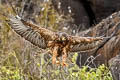 Galapagos Hawk Buteo galapagoensis