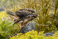 Galapagos Hawk Buteo galapagoensis