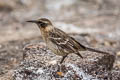 Galapagos Mockingbird Mimus parvulus bauri 