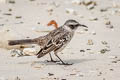 Galapagos Mockingbird Mimus parvulus bauri 