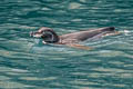 Galapagos Penguin Spheniscus mendiculus