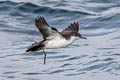 Galapagos Shearwater Puffinus subalaris