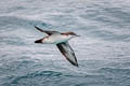 Galapagos Shearwater Puffinus subalaris