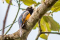 Gartered Trogon Trogon caligatus concinnus