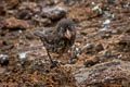 Genovesa Cactus Finch Geospiza propinqua