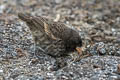 Genovesa Ground Finch Geospiza acutirostris