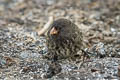 Genovesa Ground Finch Geospiza acutirostris