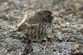 Genovesa Ground Finch Geospiza acutirostris