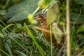 Giant Antpitta Grallaria gigantea hylodroma