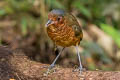 Giant Antpitta Grallaria gigantea hylodroma