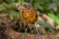 Giant Antpitta Grallaria gigantea hylodroma