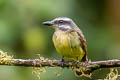 Golden-bellied Flycatcher Myiodynastes hemichrysus minor