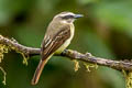 Golden-bellied Flycatcher Myiodynastes hemichrysus minor