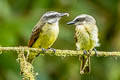 Golden-bellied Flycatcher Myiodynastes hemichrysus minor