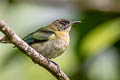 Golden-collared Honeycreeper Iridophanes pulcherrimus aureinucha