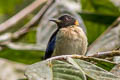 Golden-collared Honeycreeper Iridophanes pulcherrimus aureinucha