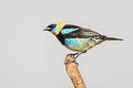 Golden-hooded Tanager Stilpnia larvata fanny