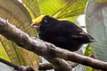 Golden-winged Manakin Masius chrysopterus coronulatus 