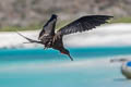 Great Frigatebird Fregata minor ridgwayi 