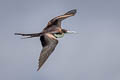 Great Frigatebird Fregata minor ridgwayi 