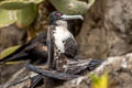 Great Frigatebird Fregata minor ridgwayi 