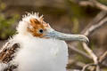 Great Frigatebird Fregata minor ridgwayi 