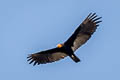 Greater Yellow-headed Vulture Cathartes melambrotus