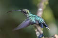 Green Hermit Phaethornis guy apicalis