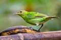 Green Honeycreeper Chlorophanes spiza exsul 