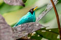 Green Honeycreeper Chlorophanes spiza exsul 