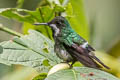 Green Thorntail Discosura conversii