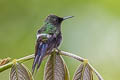 Green Thorntail Discosura conversii