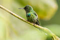 Green Thorntail Discosura conversii