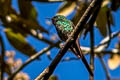 Green-tailed Trainbearer Lesbia nuna gracilis