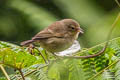 Green Warbler-Finch Certhidea olivacea