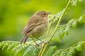 Green Warbler-Finch Certhidea olivacea