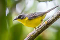 Grey-and-gold Warbler Myiothlypis fraseri ochraceicrista 