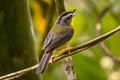 Grey-and-gold Warbler Myiothlypis fraseri ochraceicrista 