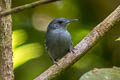 Grey Antwren Myrmotherula menetriesii pallida