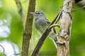 Grey-breasted Flycatcher Lathrotriccus griseipectus